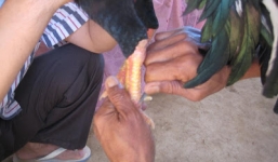 Nam thanh niên bị đâm chết vì “góp ý” mài cựa gà đá chọi